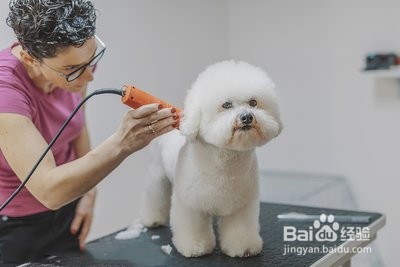 怎么给小狗狗洗澡?