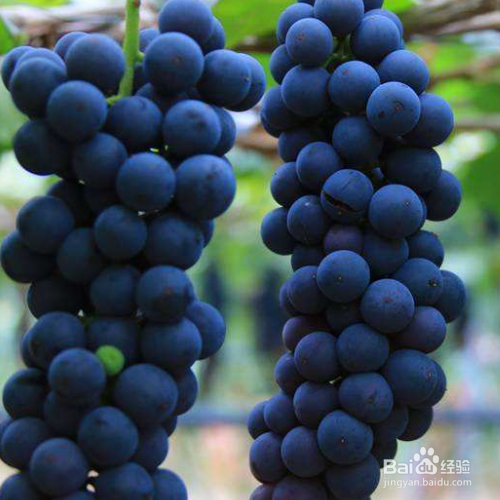 葡萄如何保鲜储存