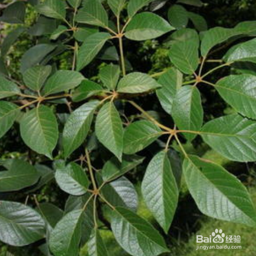 黄钟木的种植方法和注意事项