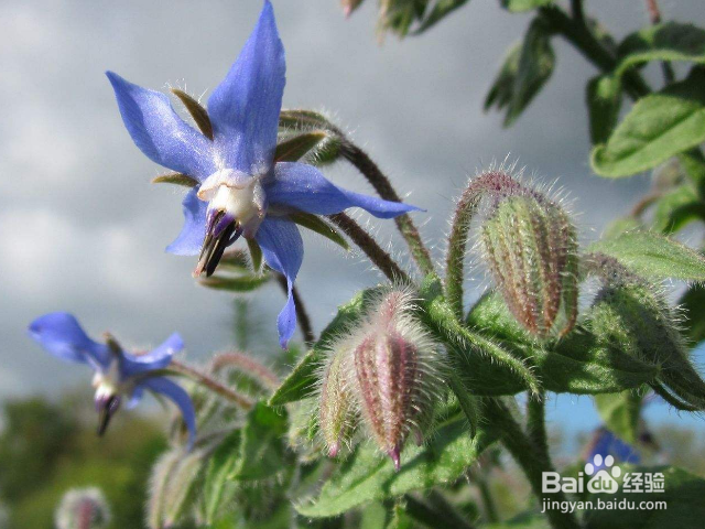 琉璃苣的养殖方法是什么？