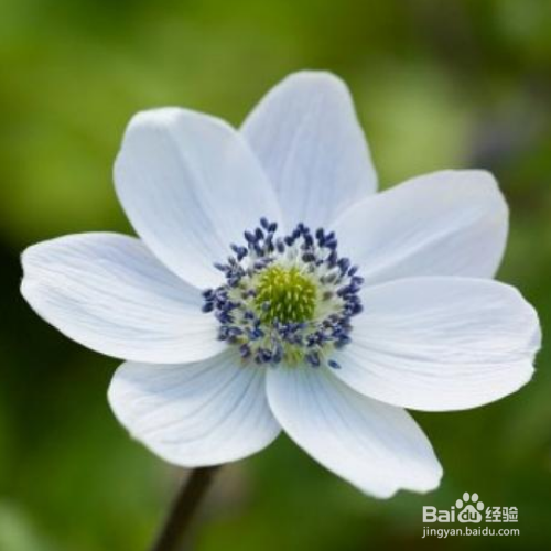 养殖草玉梅要注意什么？