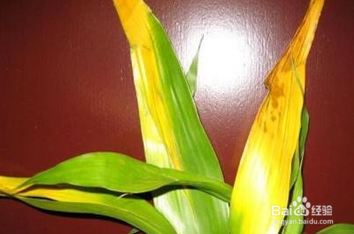 富贵竹养殖方法注意事项