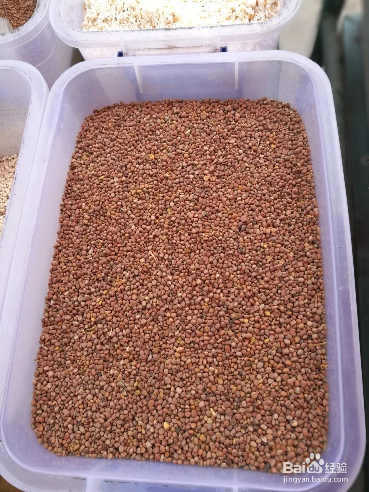 莱菔子的服用方法