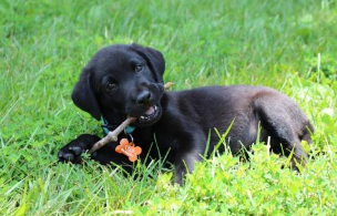 拉布拉多犬的一些训练要点与技巧