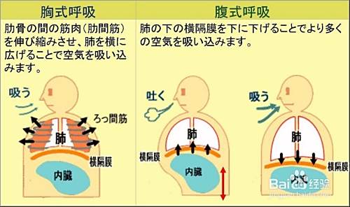 横隔膜的呼吸方法 百度经验