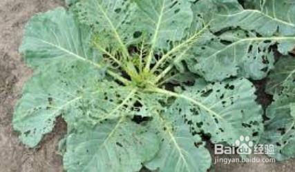 小白菜生虫子了怎么办 百度经验
