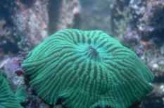 绿木耳皮革珊瑚怎么养