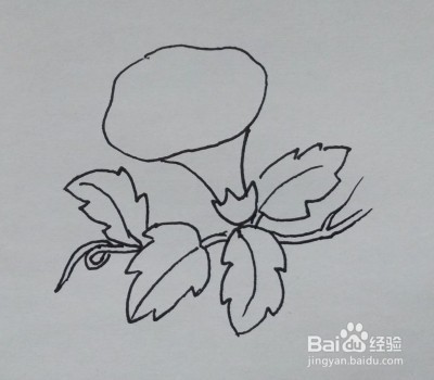 花卉简笔画：如何一步一步画牵牛花