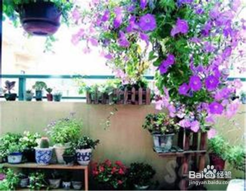 要养好盆花,需要注意适时换盆换土