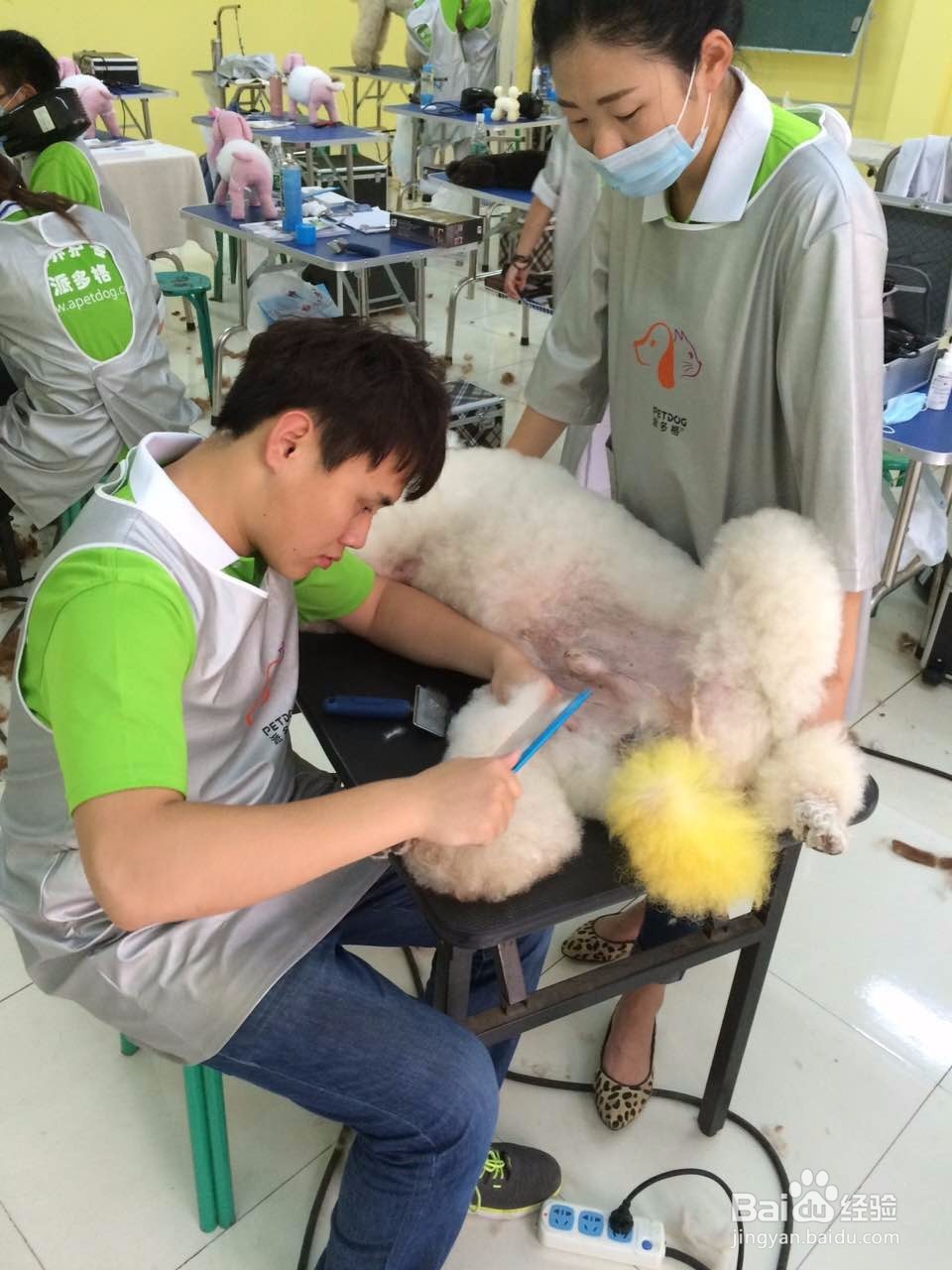 帮狗狗洗澡的注意事项