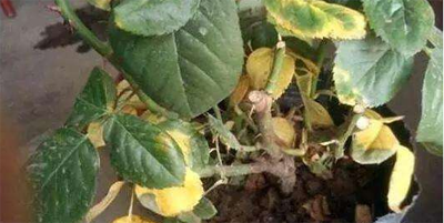 月季花叶子发黄枯萎怎么办