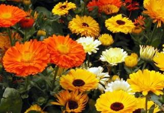 祛斑小窍门 祛斑美白