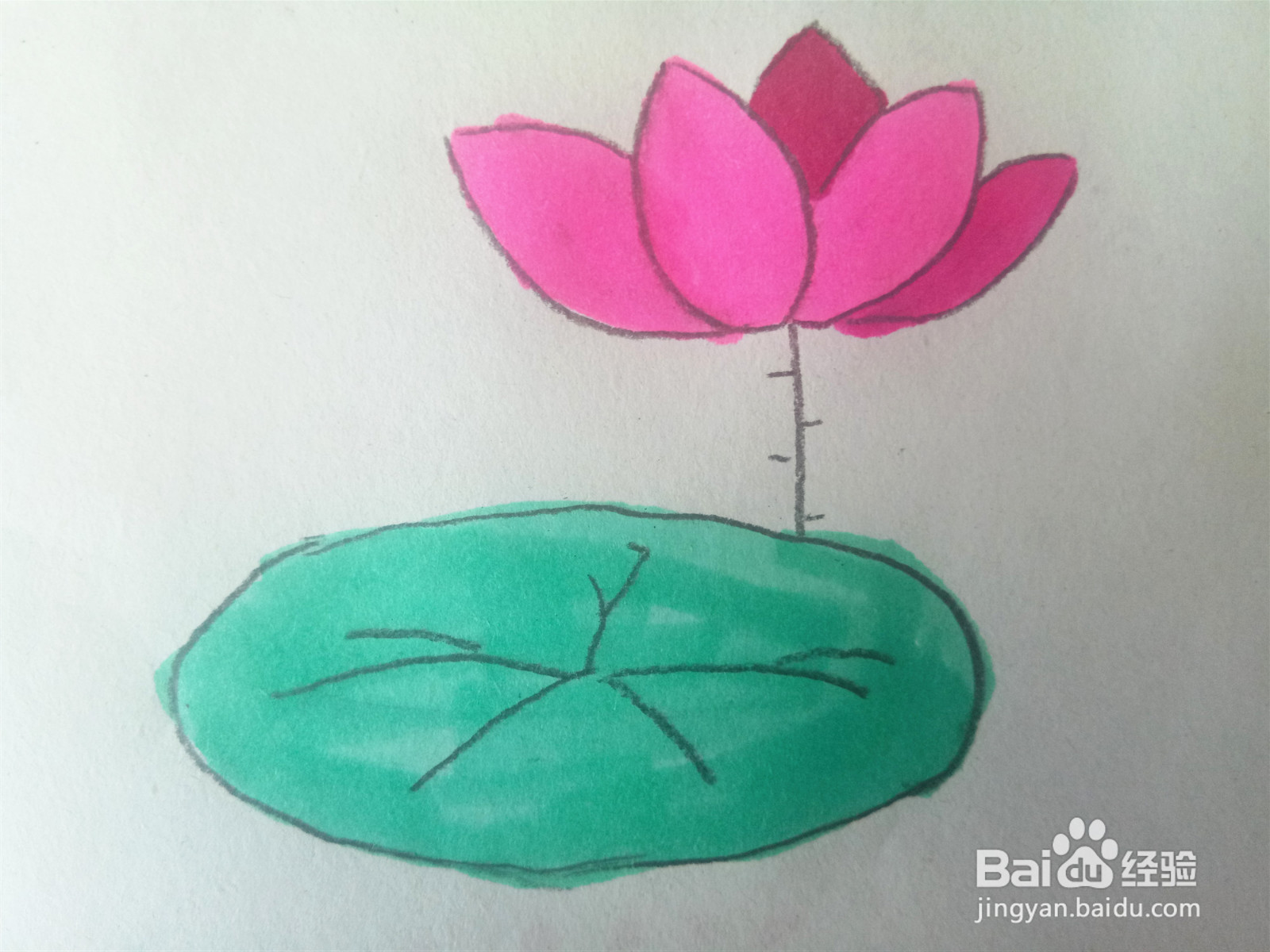 荷花的简笔画怎么画？