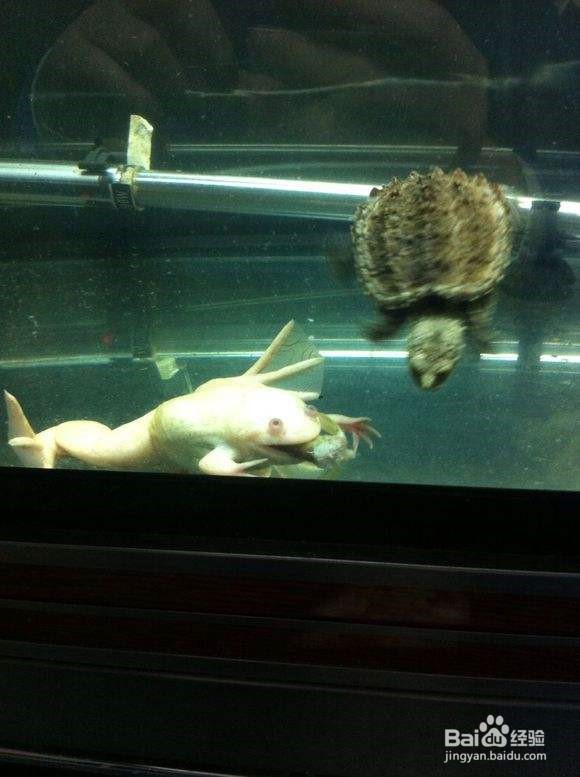 小鳄龟开食技巧