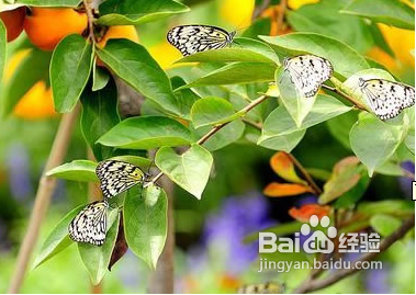 玉龙滑雪场旅游小攻略