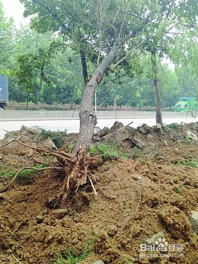 残树挖除施工方法