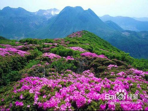 金佛山杜鹃花节旅游攻略