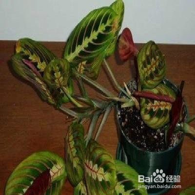 观赏竹芋怎样繁殖