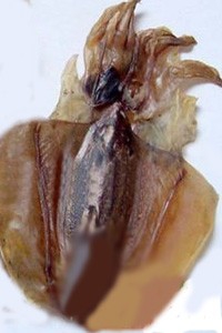 海鲜处理有妙招之一（墨鱼干）