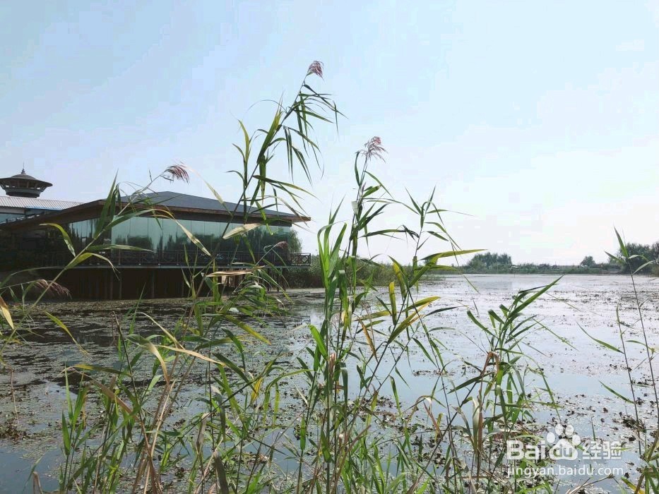 江苏高邮湖芦苇荡一日游旅游攻略