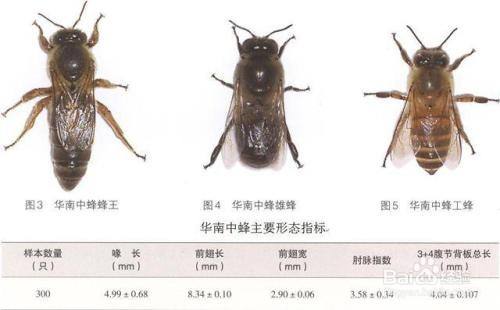 中蜂与意蜂怎么分辨 百度经验