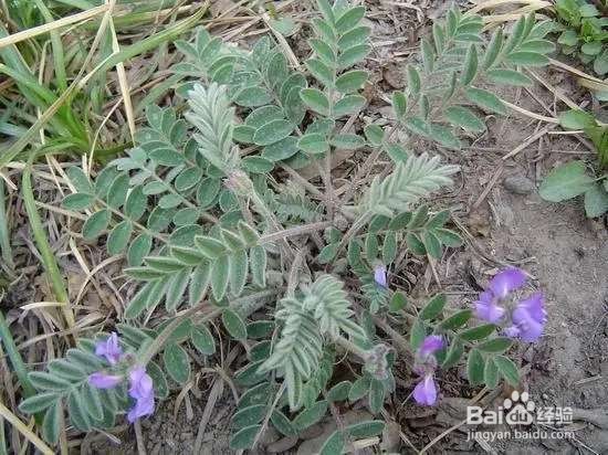 野草名叫米口袋，据说饥荒年代靠它活命