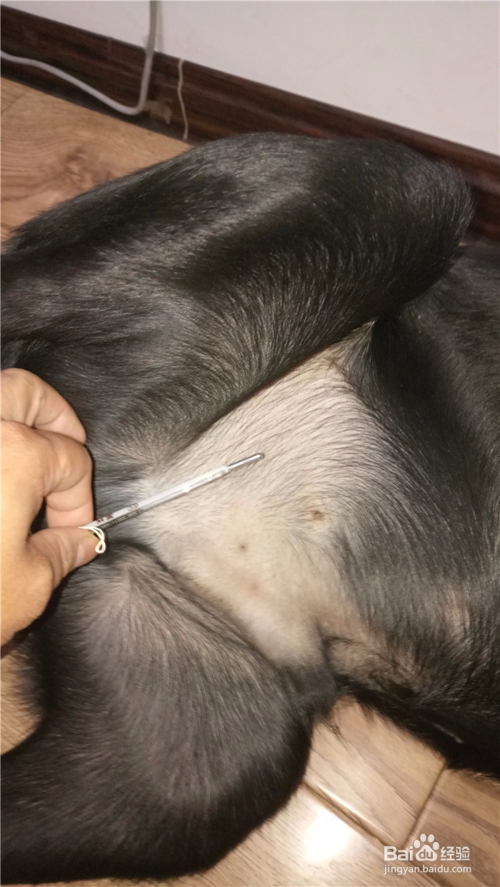 怎么给狗测体温