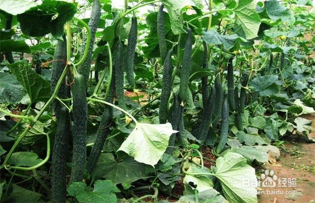 种植黄瓜的注意事项有哪些呢?