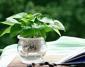 绿萝盆栽 水培绿萝 新房除味