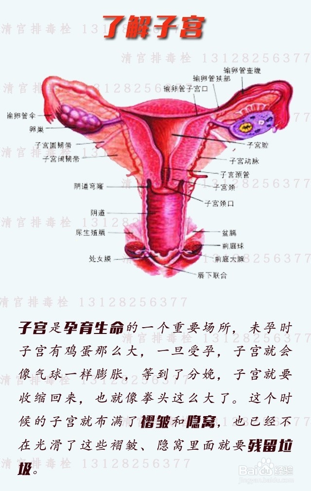 女性子宫排毒
