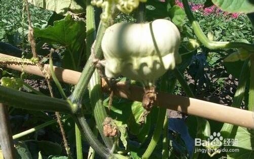 香炉瓜功效和作用详细介绍