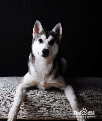 狗被咬伤怎么办