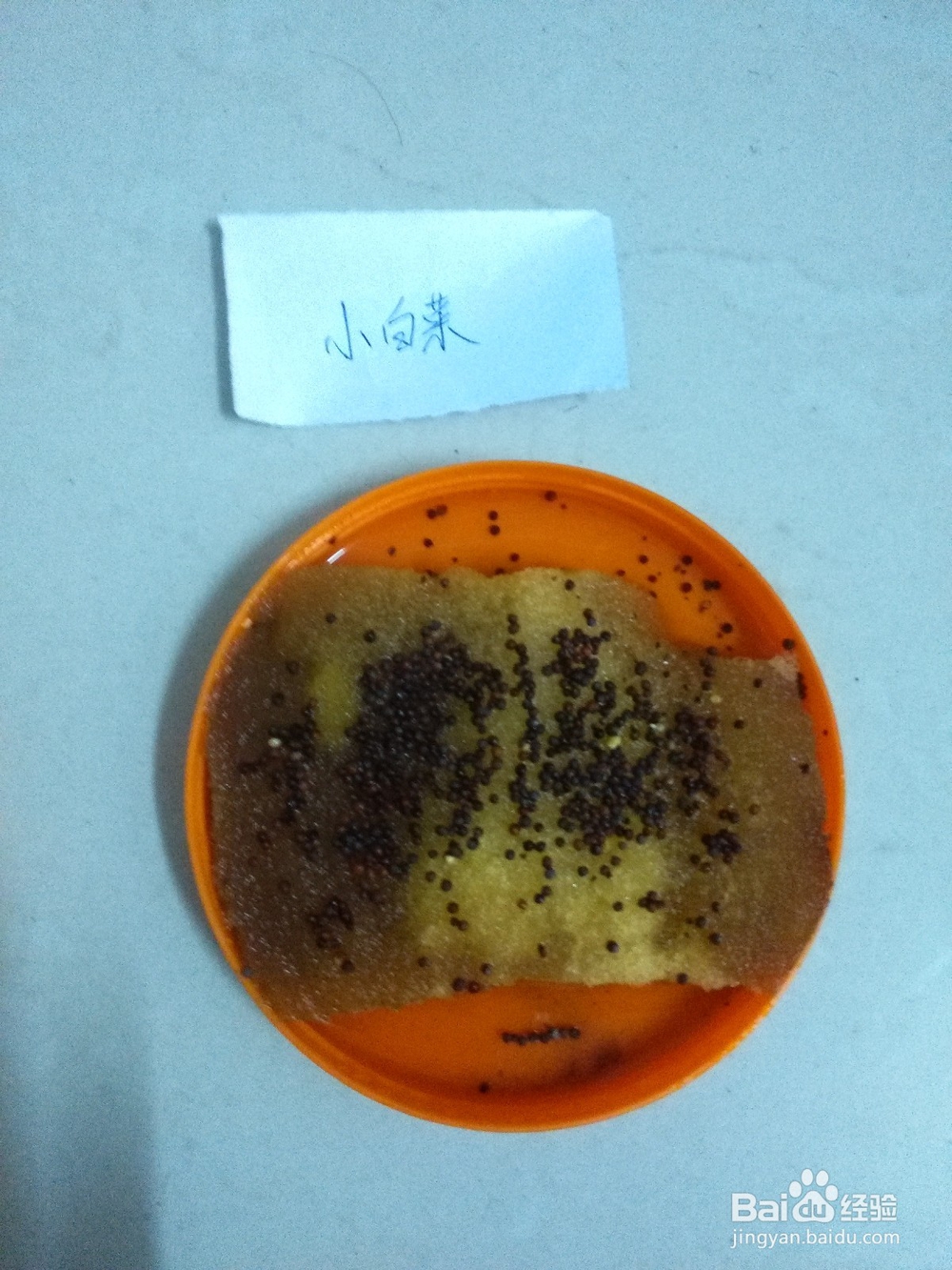 阳台蔬菜出芽经验（鸡毛菜、丝瓜、空心菜）