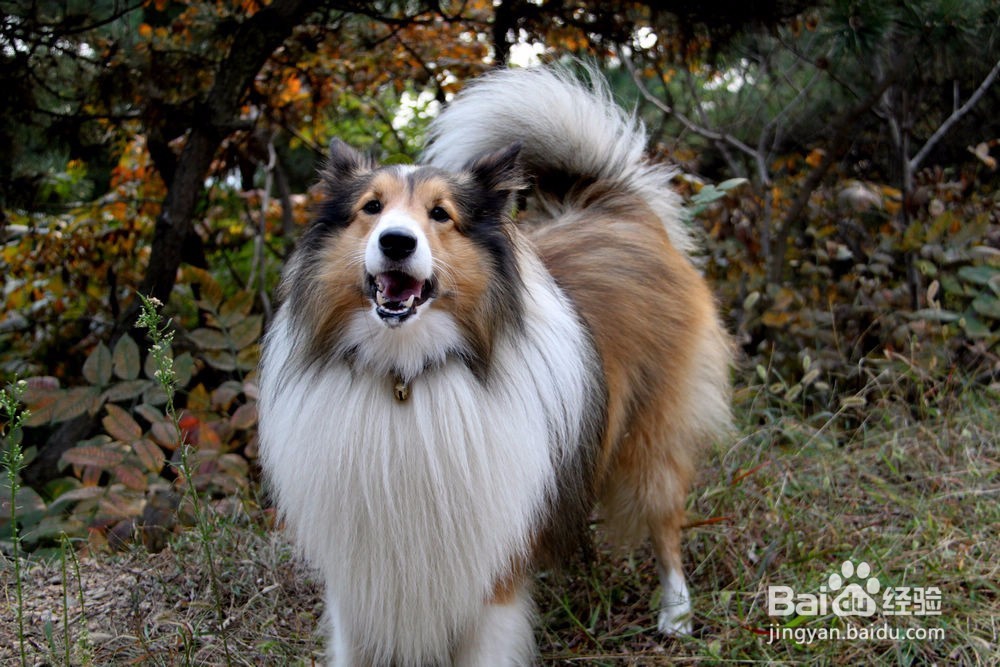 狗狗凶主人怎么办 狗狗对主人凶怎么办