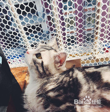 刚出生的猫咪怎么养活