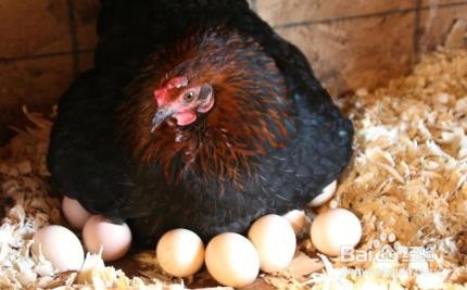 怎么让母鸡抱窝孵小鸡