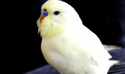 鹦鹉总是炸毛瞌睡是怎么了