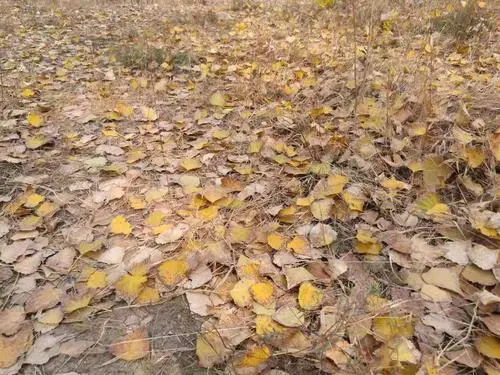 《会飞的枯叶》告诉我们什么道理