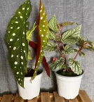 鳟鱼秋海棠的养殖方法和注意事项