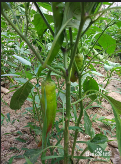 尖椒茄子怎么做