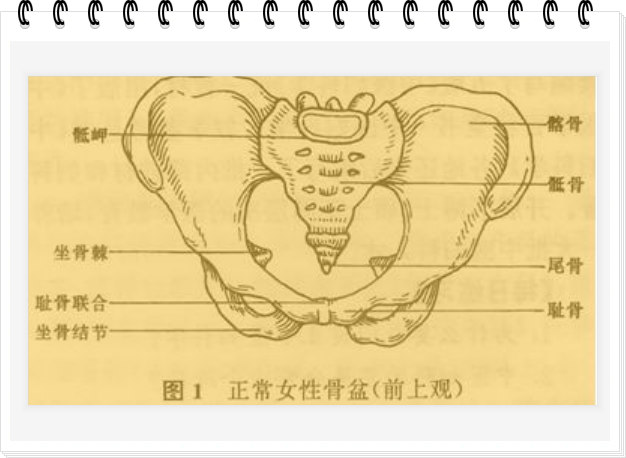 女性骨盆的三个想像平面是