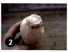 糯米藕的做法/中华美食大全