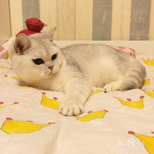 关于猫,有哪些我们并不知道的知识?