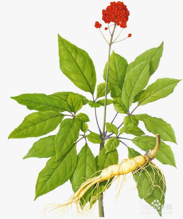 人参花泡水喝的作用