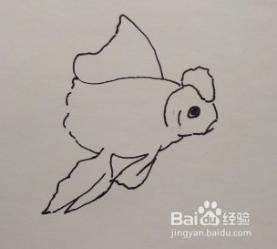 线描画:金鱼怎么画,如何画金鱼