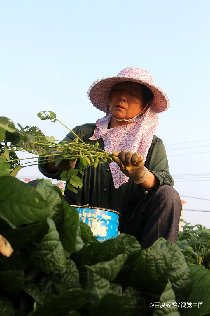 毛豆番茄豆腐羹怎么做