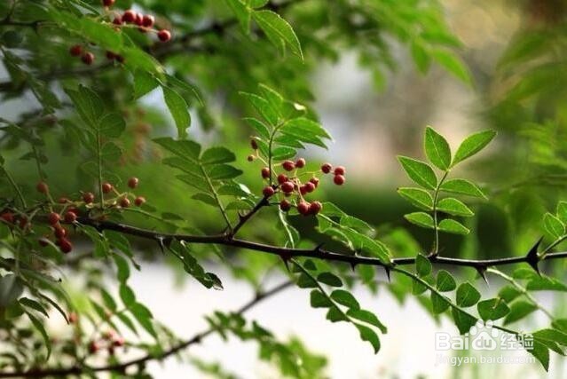 花椒树种植方法