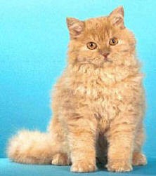怎么训练斯可可猫不乱抓家具