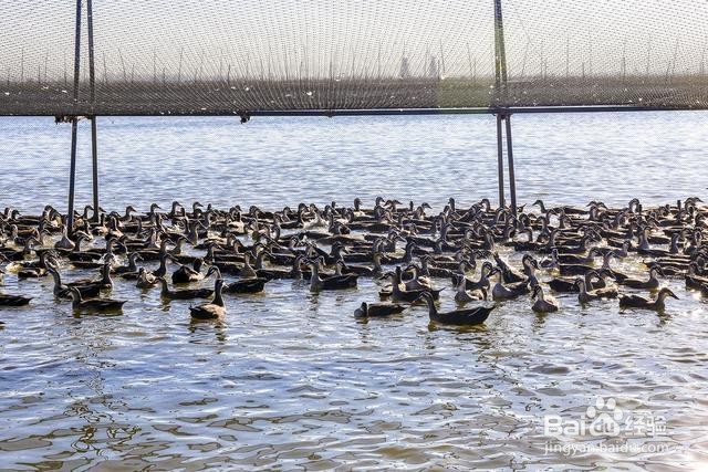 江苏高邮最美生态湿地——高邮湖芦苇荡湿地公园