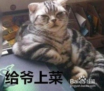 如何养好一只猫